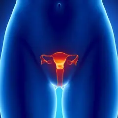 Anatomia kobieca z widocznymi jajnikami w kolorze pomarańczowym na tle niebieskim.