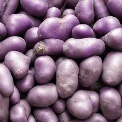 Mnóstwo fioletowych ziemniaków ułożonych blisko siebie. Ich skórka ma intensywny, purpurowy odcień.