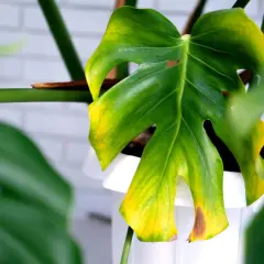 Monstera żółkną liście, z widocznymi brązowymi plamami. Roślina w białej donicy, na tle białej cegły.
