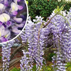 Wisteria na pniu tworzy kaskady fioletowych kwiatów. W zbliżeniu widać delikatne płatki i pąki, jakby wiszące na gałęziach.