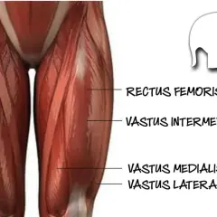 Muskeln des Oberschenkels, darunter der vastus lateralis, mit Beschriftungen.