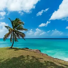 Idealne Barbados wakacje: samotna palma na zielonym klifie, turkusowe morze i błękitne niebo z chmurami.