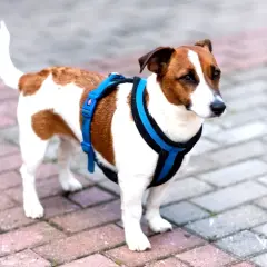 Jack Russell w niebieskich szelkach, gotowy na spacer. Dowiedz się, jak założyć szelki dla psa, by zapewnić mu komfort i bezpieczeństwo.