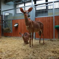 Antylopy w śląskim ogrodzie zoologicznym, opinie o tym miejscu są pozytywne. Matka z małym w stajni.