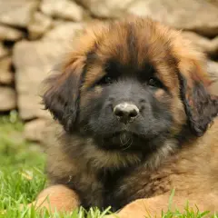 Uroczy szczeniak leonberger leży na trawie. Zastanawiasz się nad jego ceną?