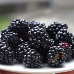 Stos świeżych, dojrzałych jeżyn, owoców udanej uprawy, na białym talerzyku.