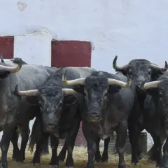 Toros de lidia de la ganadería Adolfo Martín, con sus imponentes cuernos y mirada fija, listos para la acción.