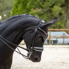 Un cheval noir en plein galop 7, prêt pour la compétition. Sa crinière tressée et son filet orné de strass témoignent de son élégance.