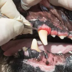 Weterynarz bada zapalenie fafli u psa. Widoczne są zaczerwienione dziąsła wokół zęba i narzędzie stomatologiczne.