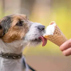Czy pies może jeść słodycze? Oto niebezpieczeństwa i bezpieczne alternatywy