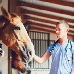 Weterynarz bada konia, sprawdzając jego temperaturę. Koń wygląda na spokojnego.