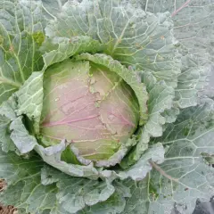Cavolo verza con foglie verdi e violacee, bagnato dalla pioggia, pronto per essere raccolto.