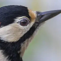 Nahaufnahme eines buntspechts im garten. Sein Auge blickt neugierig, das rote Fleckchen am Kopf leuchtet.