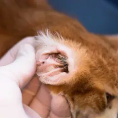 Tierarzt untersucht das Ohr einer Katze auf Ohrmilben. Dunkle Ablagerungen sind sichtbar.
