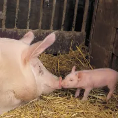 Une mère cochon et son petit se touchent le groin dans une porcherie. Une tendre image qui évoque la durée de vie d'un cochon, de sa naissance à sa maturité.