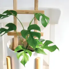 Monstera deliciosa w białej donicy, podparta drewnianym stelażem. Liście z charakterystycznymi otworami, jak podeprzeć roślinę, by pięknie rosła.
