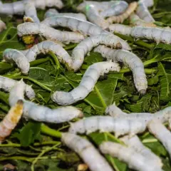 Un montón de gusanos blancos se arrastran sobre hojas verdes. Es como soñar con gusanos blancos, una escena de crecimiento y transformación.
