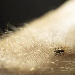 Mały kleszcz sarni, z widocznymi odnóżami i skrzydłami, czai się na owłosionej skórze.