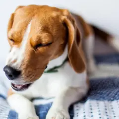 Beagle con ojos cerrados y boca abierta, quizás sintiendo un soplo en el corazón perros.