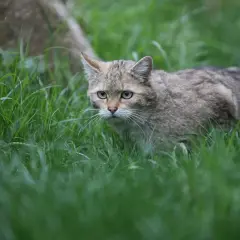 Eine scheue Wildkatze in Deutschland pirscht durch hohes Gras.