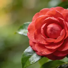 Camélia rouge éclatant, paré de perles de rosée, s'épanouit dans une douce lumière matinale. Une scène paisible, parfaite pour une exposition nord.