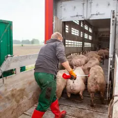 Rolnik kieruje stado świń do transportu. Wpływa to na ceny świń.