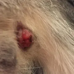 Gros plan sur un chat anus rouge, une petite excroissance est visible au milieu de la fourrure.