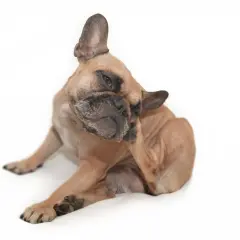 Un bulldog francés se rasca la oreja, mostrando uno de los síntomas comunes de los tipos de alergias en perros.