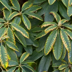 Gros plan sur des feuilles de rhododendron, certaines présentant des taches et des bordures jaunes, signe d'un besoin de nutriments.