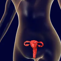 Anatomical model showing the female reproductive system, including the uterus and ovaries. The space behind the uterus is the zatoka douglasa.