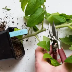 Beskära tomatplantor för bättre tillväxt. En hand håller sekatör för att toppa tomatplantor.