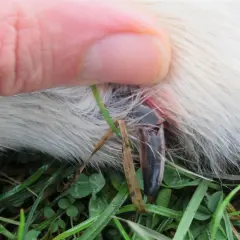Gros plan sur une griffe cassée de chien, sans saignement visible, tenue par un doigt. Le poil blanc du chien est visible, ainsi que de l'herbe verte.