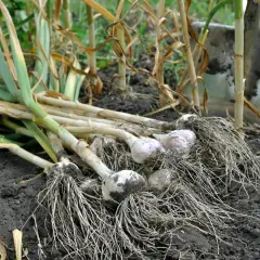 Frisch geernteter Knoblauch mit Wurzeln liegt im dunklen Erdreich. Die grünen Blätter sind welk, die Zwiebeln mit Erde bedeckt. Es ist Knoblauch Erntezeit.