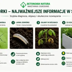 Mała, czarna muszka, czyli ziemiórka, lata wokół roślin. Larwa ziemiórki w ziemi niszczy korzenie, powodując więdnięcie i żółknięcie liści.