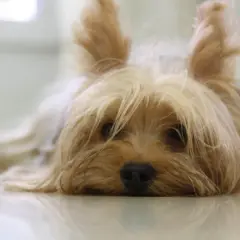 Adorable yorkshire terrier tumbado, perfecto para inspirar nombres.