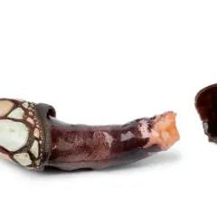 Dos percebes marisco, uno con su caparazón blanco y marrón, y otro con su pedúnculo oscuro y arrugado.