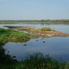 Spokojna rzeka, zielone brzegi i kaczki pływające w wodzie. To piękne widoki, które oferuje Solec Kujawski, idealne na relaksujący spacer.