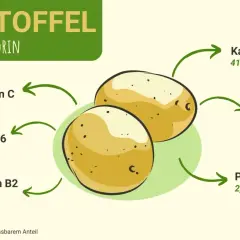 Kartoffel: Nährwerte pro 100g: Kalium 417mg, Stärke 14,1g, Proteine 2,0g, Vitamin C 17mg, B6 307µg, B2 47µg.