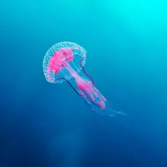Medusa rosada y translúcida, un ejemplo de los diversos tipos de medusas en España, flota en aguas azules profundas.