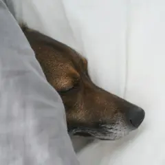 Un perro diabético duerme plácidamente bajo una manta gris.
