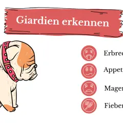 Smutny buldog z obrożą, obok ikony symbolizujące objawy giardii u psa: wymioty, brak apetytu, bóle brzucha, gorączka.