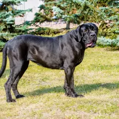 En ståtlig, svart italiensk mastiff står på en gräsmatta med träd i bakgrunden.