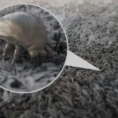 Jak usunąć roztocza z terrarium? Skuteczny i bezpieczny poradnik