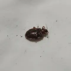 Une puce noire, probablement une punaise de lit, gît sur le dos sur un drap blanc. Elle semble être morte.