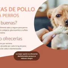 Un perro feliz muerde una pata de pollo. Las patas de pollo son un snack saludable y seguro para perros, rico en colágeno.