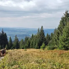 Babia Góra z psem? Zakaz w Polsce, ale jest rozwiązanie!