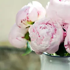 En bukett med mjuka, ljusrosa pioner i en vit vas. De fluffiga blommorna är i full blom och skapar en romantisk känsla.