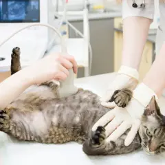 Tierärztin untersucht Katze mit Ultraschall. Mögliche katze schwanger anzeichen werden geprüft.
