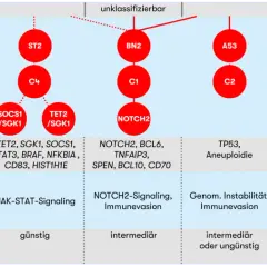 Schema zeigt Subtypen von B-Lymphozyten mit genetischen Merkmalen und Prognosen.