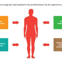Schemat pokazuje drogi wnikania trucizn do organizmu: układ pokarmowy, oddechowy, skórę i błony śluzowe, wstrzyknięcia.